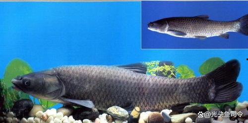 青鱼视频国产3,探索青春光影下的情感世界 第2张 青鱼视频国产3,探索青春光影下的情感世界 第2张